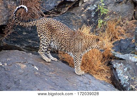 Wonderful Leopard in the Landscape of Namibia