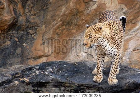 Wonderful Leopard in the Landscape of Namibia