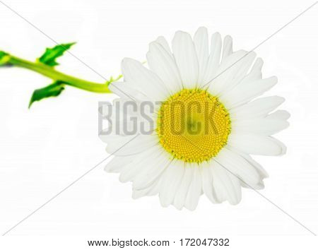 Leucanthemum Vulgare, The Ox-eye Daisy Or Oxeye Daisy (syn. Chrysanthemum Leucanthemum), Close Up, I