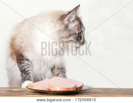 young cat near the a plate with sausage