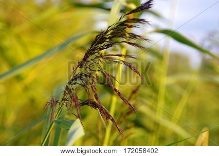 Autumns reed on light green background, grass