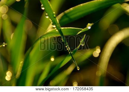 dew drops on green grass,
morning in the meadow