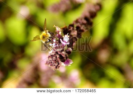 Working bee on a flower,
green leaves in the background