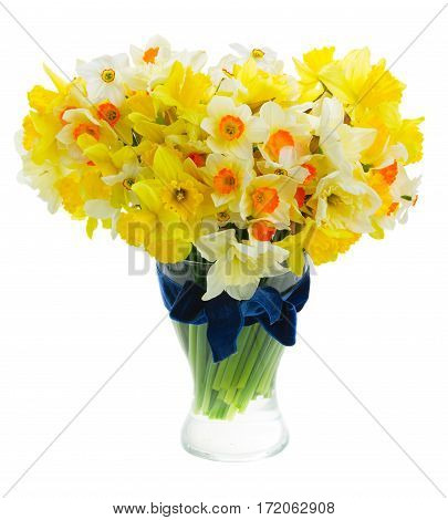Mix of light and dark yellow daffodils in vase iaolated on white background