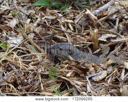 shy gopher peeking out of his den