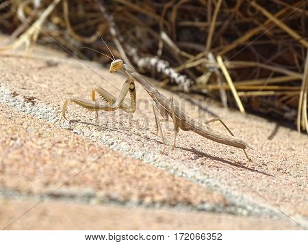 praying mantis on brick wall hunting for a meal