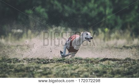 Whippet Dog Running. Coursing, Passion And Speed