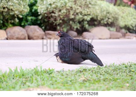 Orpington Hen with chicks. Orpington is a breed of chicken named after the town of Orpington, Kent, in south-east England. 

