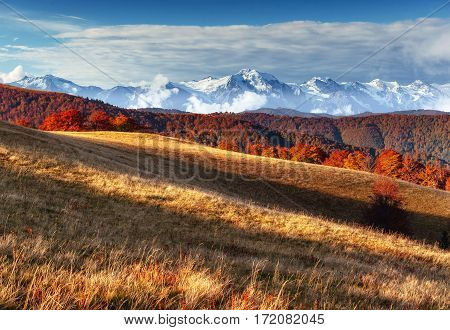 birch forest in sunny afternoon while autumn season. Autumn Landscape. Ukraine. Europe