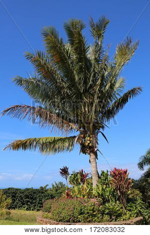 Coconuts. Coconut Palm Tree. coconut palm. palm tree
