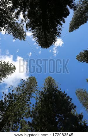 Norfolk Pine aka Araucaria Heterophlla. Star Pine or Triangle Tree and Living Christmas Tree on the island of Lani in Hawaii. 
