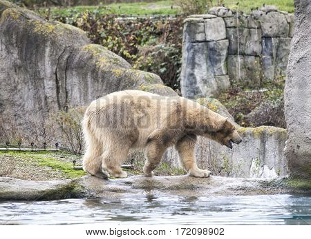 Early spring in Alaska wild bear catches a fish. Polar bear is in Alaska, rocks, grass, cold spring.Polar bear goes for a swim in the sea.
