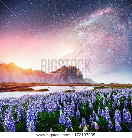 The picturesque landscapes of forests and mountains of Iceland. Wild blue lupine blooming in in summer. Fantastic starry sky and the milky way.  Courtesy of NASA.