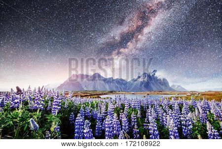 The picturesque landscapes of forests and mountains of Iceland. Wild blue lupine blooming in in summer. Fantastic starry sky and the milky way.