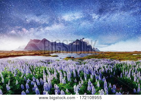The picturesque landscapes of forests and mountains of Iceland. Wild blue lupine blooming in in summer. Fantastic starry sky and the milky way.