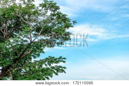 Cloudy blue sky background with part of tree on bottom view
