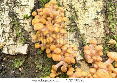 Colony Honey fungus in its natural habitat