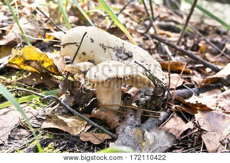 Wild mushrooms Russula delica in their natural habitat