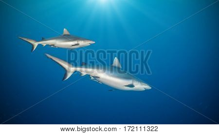 Two sharks floating in deep water blue with sunrays