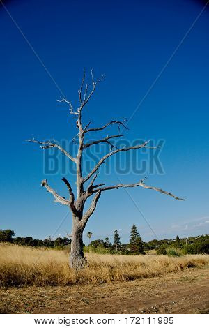 A withered tree with dried grass in summer