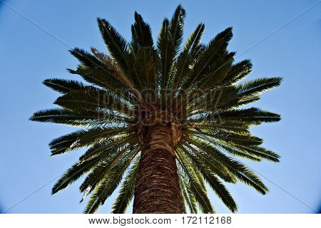 Low angle captued palm tree with high contrast