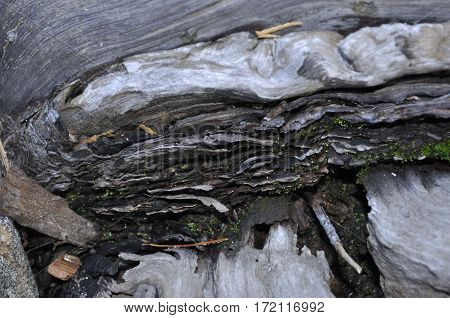 2016 Yosemite, California: Close up view of a  tree with patches of moss