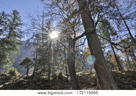 2016 Yosemite, California: Sun shining thru trees and  branches