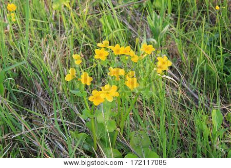 Marsh Marigold (Caltha palustris) on the meadow