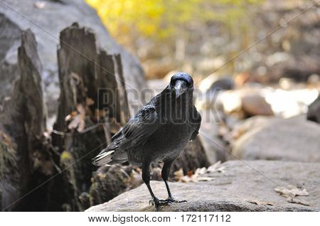 2017 Yosemite, California: Curious Crow posing on a rock