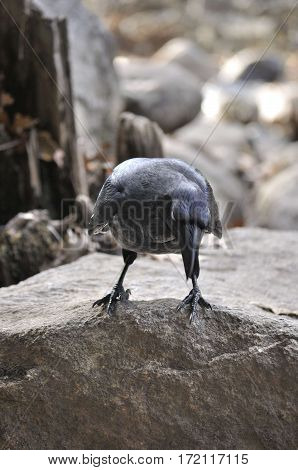2017 Yosemite, California: Curious Crow posing on a rock