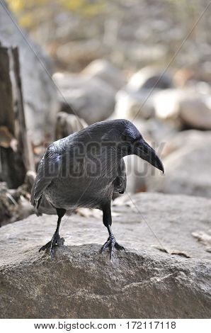 2017 Yosemite, California: Curious Crow posing on a rock