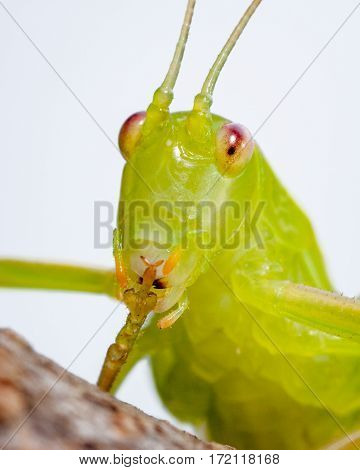 Australian common katydid (Caedicia simplex ) sticking up its appendage