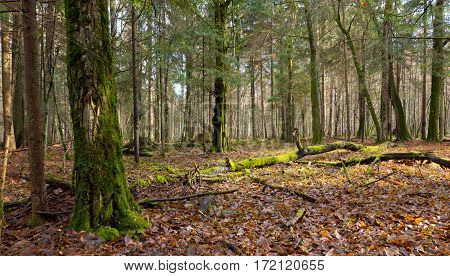 Dead hornbeam lying moss wrapped among deciduous trees in autumn, Bialowieza Forest, Poland, Europe