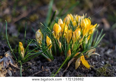 Yellow crocuses blooming on the spring ground
