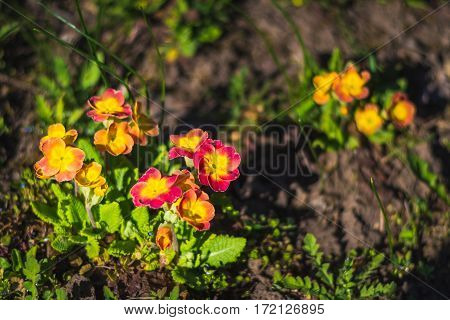 Spring flower. Primula veris blooming in garden.