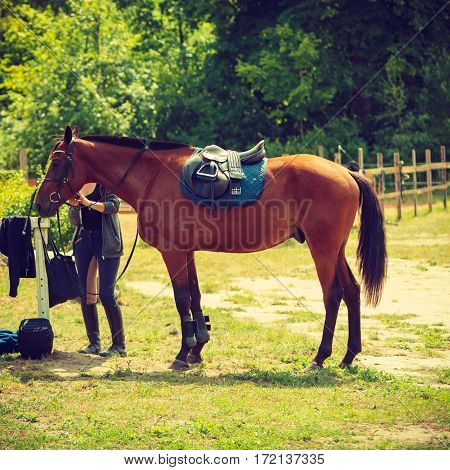 Beautiful Brown Arabian Breed Horse With Saddle