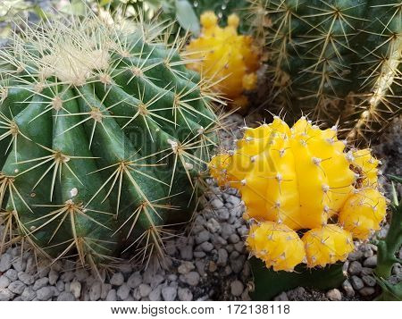 Yellow Gymnocalycium variegated cactus desert plant  and sun light