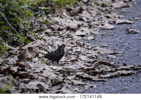 litle black bird among the brown leaves
