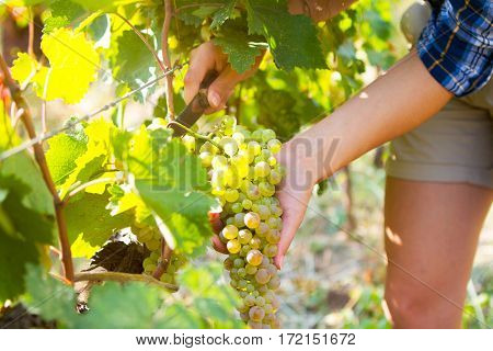 Grape Harvesting In A Vineyard In Kakheti Region, Georgia. Woman's Hands Close Up.