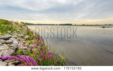 Flowering Purple Loosestrife or Lythrum salicaria plants between the stones of a dike along a flooded area in the Netherlands early in the morning in the summer season.