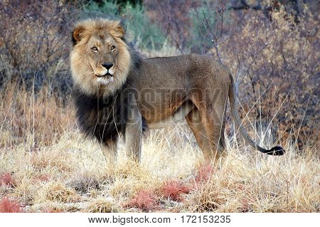 Big lion in the amazing savannah of Namibia