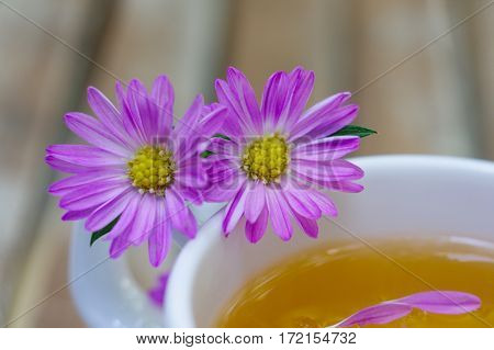Couple of Blooming Alpine asters flower on the edge of ceramic tea cup on wooden table in the garden.