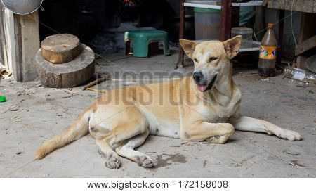Brown Dog, homeles dog with adorable face cute puppy anxiety in eyes