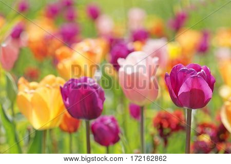 Color burst of very colorful tulips in violet pink yellow and red (latin name: tulipa gesneriana). Short depth of focus.