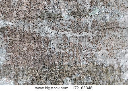 Old beech tree bark covered with lichen macro photograph for closeup texture