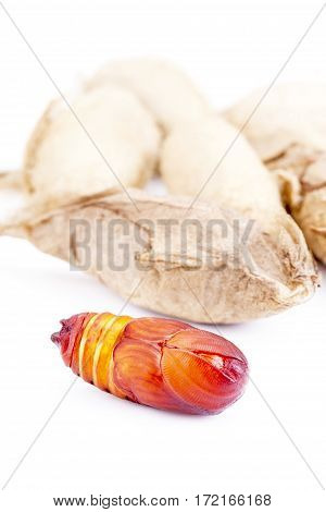Closed Up Of Giant Atlas Moth (attacus Atlas) Chrysalis Or Pupa