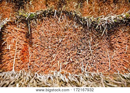 Straw roofing closely. Thatch.
Equally cut straw on the roof of the old house.