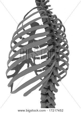 thorax