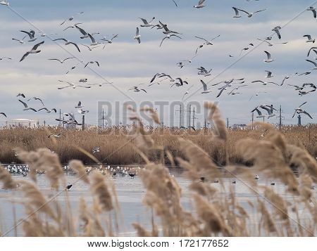 The ducks and gulls flying over the lake with water and ice floes