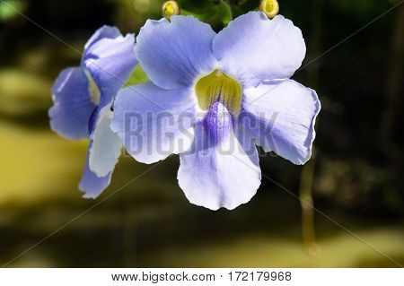 Blue Purple Soft Flower Of Laurel Vine,thunbergia Laurifolia Cold Herbs In Asia